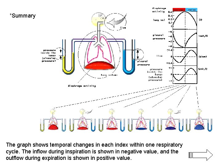 *Summary The graph shows temporal changes in each index within one respiratory cycle. The