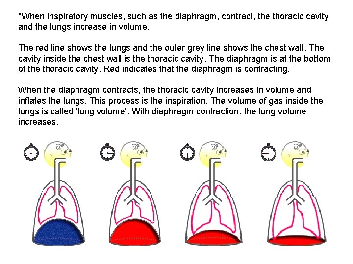 *When inspiratory muscles, such as the diaphragm, contract, the thoracic cavity and the lungs