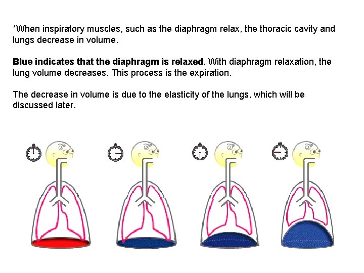 *When inspiratory muscles, such as the diaphragm relax, the thoracic cavity and lungs decrease