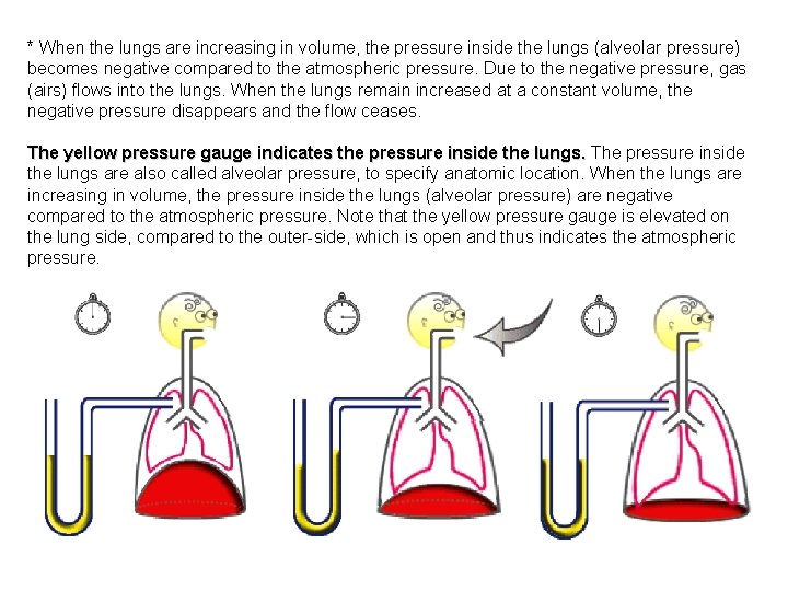 * When the lungs are increasing in volume, the pressure inside the lungs (alveolar