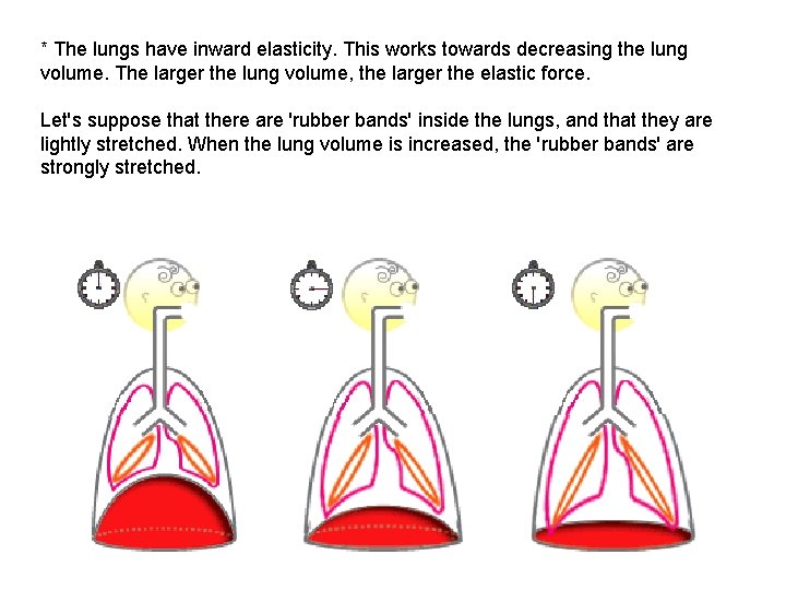 * The lungs have inward elasticity. This works towards decreasing the lung volume. The