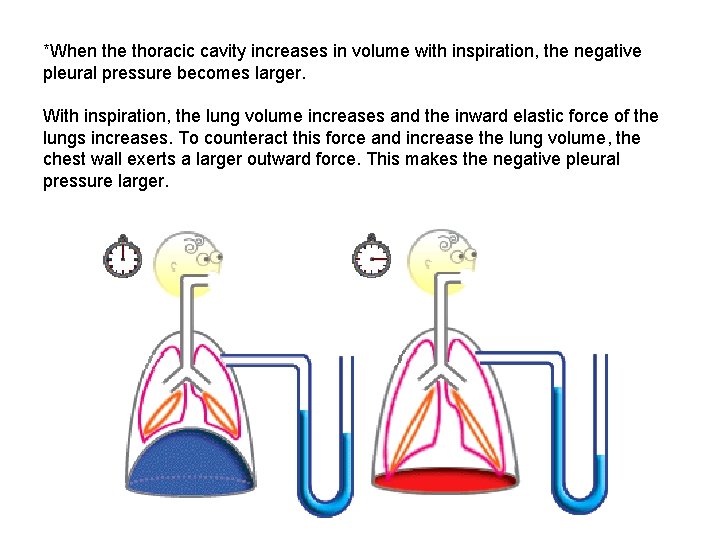 *When the thoracic cavity increases in volume with inspiration, the negative pleural pressure becomes