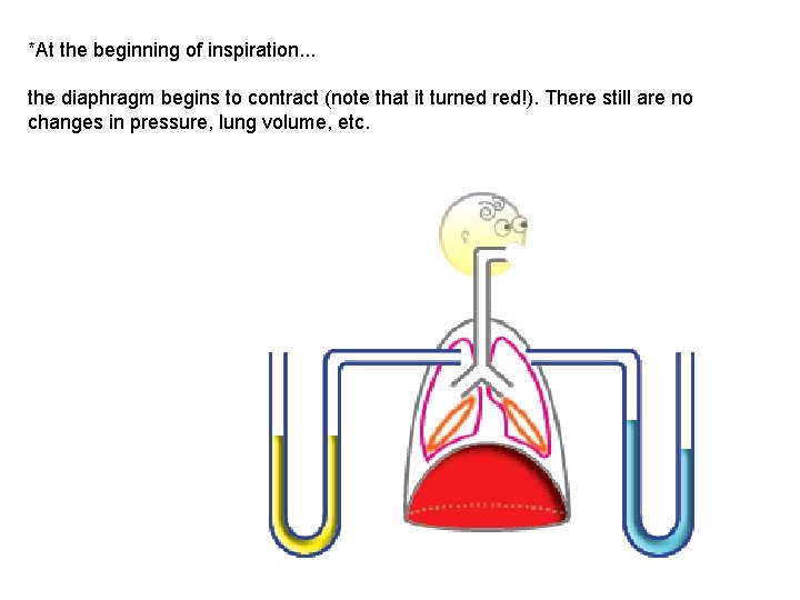 *At the beginning of inspiration. . . the diaphragm begins to contract (note that