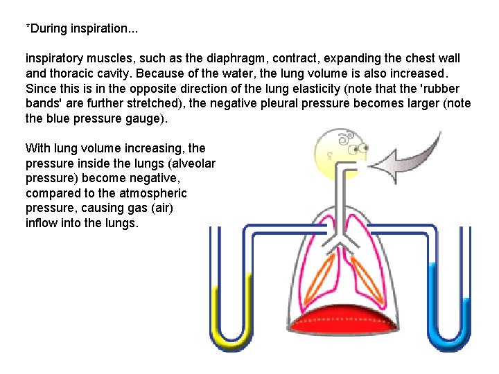 *During inspiration. . . inspiratory muscles, such as the diaphragm, contract, expanding the chest