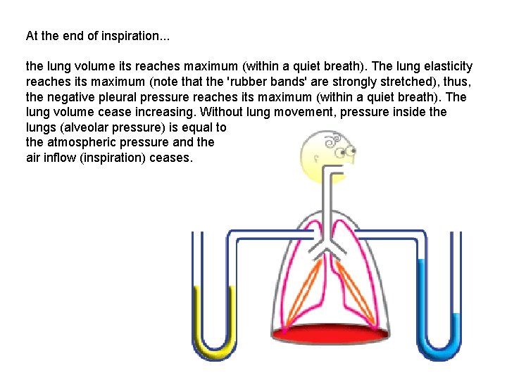 At the end of inspiration. . . the lung volume its reaches maximum (within