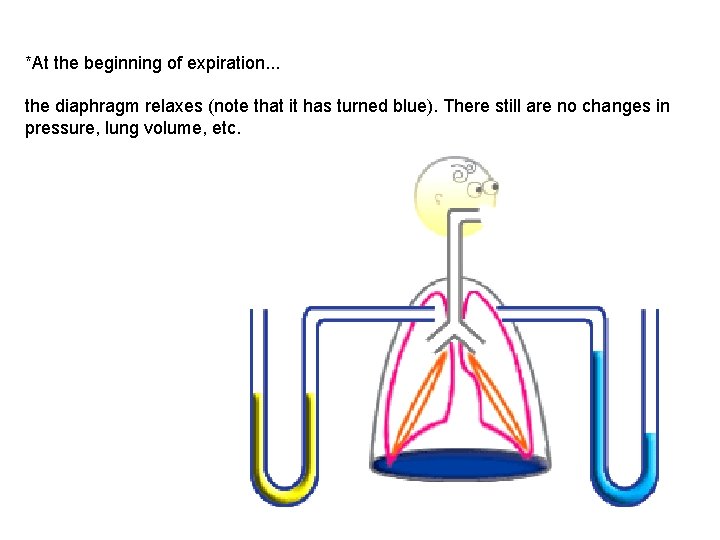 *At the beginning of expiration. . . the diaphragm relaxes (note that it has