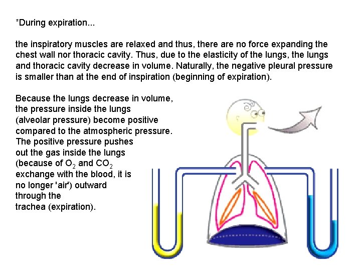 *During expiration. . . the inspiratory muscles are relaxed and thus, there are no