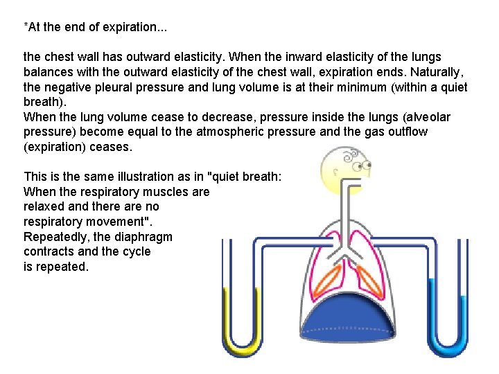 *At the end of expiration. . . the chest wall has outward elasticity. When