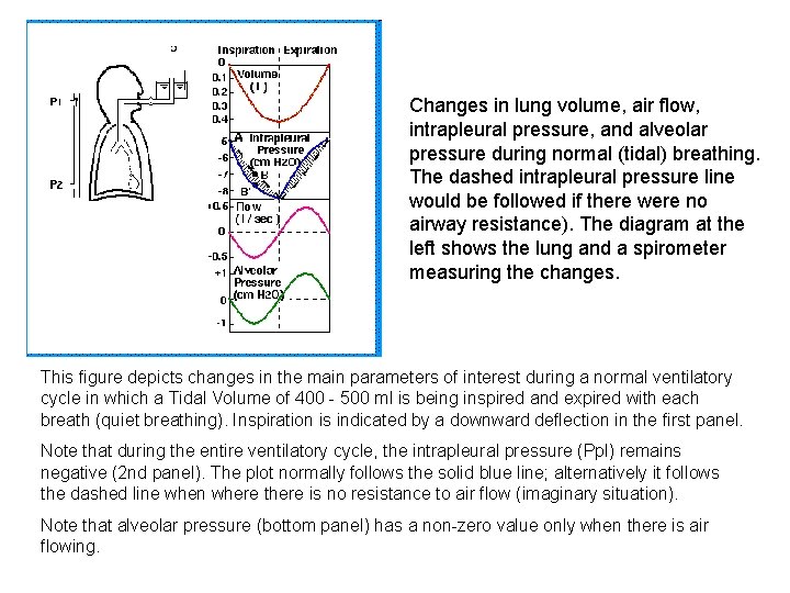 Changes in lung volume, air flow, intrapleural pressure, and alveolar pressure during normal (tidal)