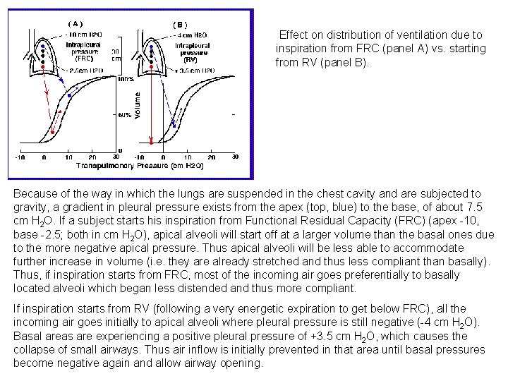 Effect on distribution of ventilation due to inspiration from FRC (panel A) vs. starting