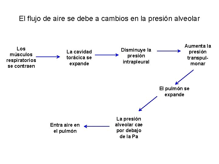 El flujo de aire se debe a cambios en la presión alveolar Los músculos