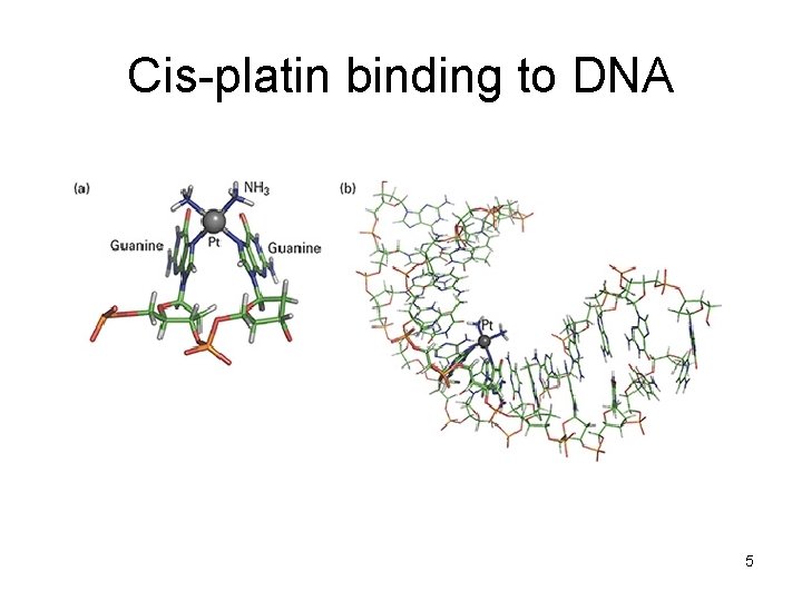 Cis-platin binding to DNA 5 