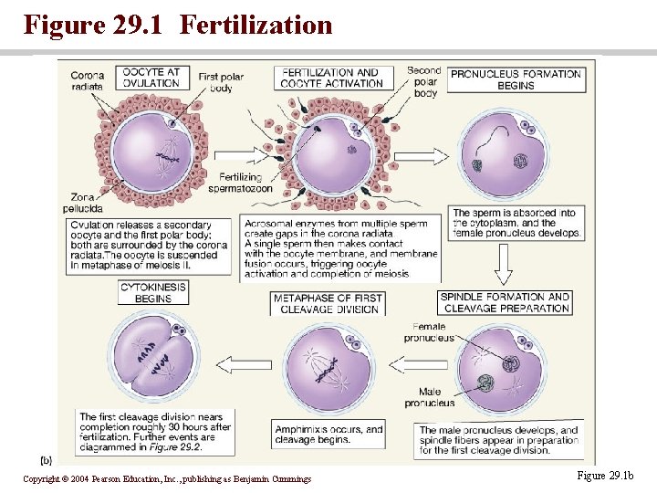 Figure 29. 1 Fertilization Copyright © 2004 Pearson Education, Inc. , publishing as Benjamin