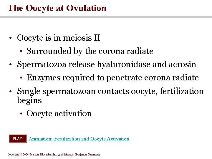 The Oocyte at Ovulation • Oocyte is in meiosis II • Surrounded by the