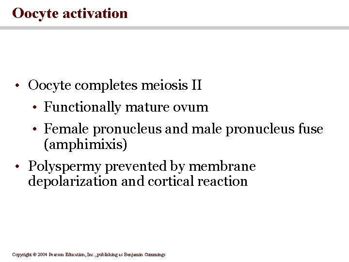 Oocyte activation • Oocyte completes meiosis II • Functionally mature ovum • Female pronucleus Oocyte activation • Oocyte completes meiosis II • Functionally mature ovum • Female pronucleus