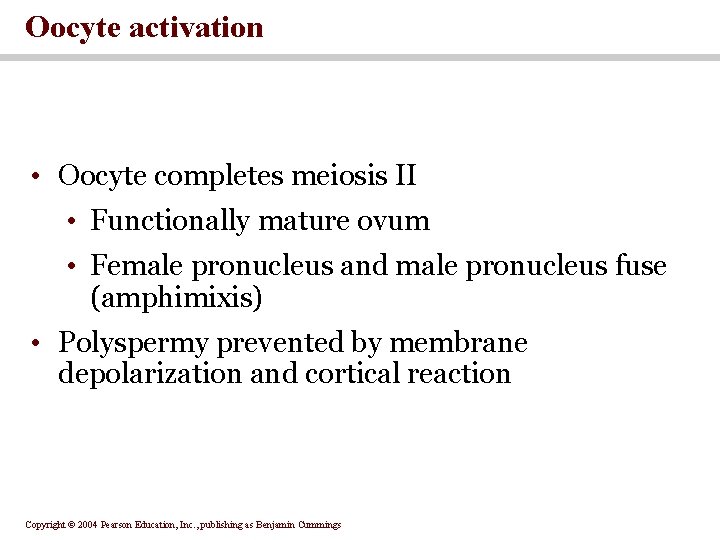 Oocyte activation • Oocyte completes meiosis II • Functionally mature ovum • Female pronucleus
