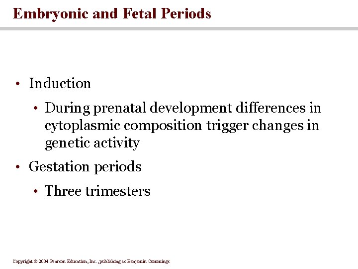 Embryonic and Fetal Periods • Induction • During prenatal development differences in cytoplasmic composition