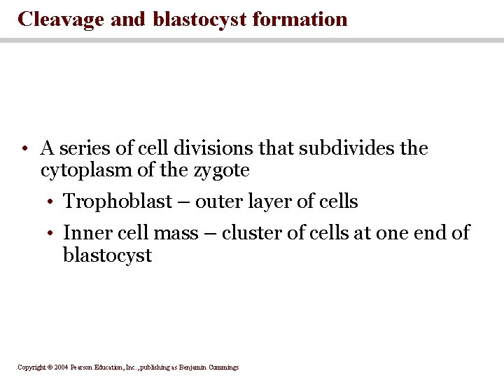 Cleavage and blastocyst formation • A series of cell divisions that subdivides the cytoplasm Cleavage and blastocyst formation • A series of cell divisions that subdivides the cytoplasm