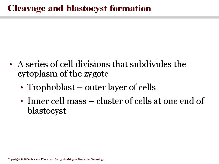 Cleavage and blastocyst formation • A series of cell divisions that subdivides the cytoplasm