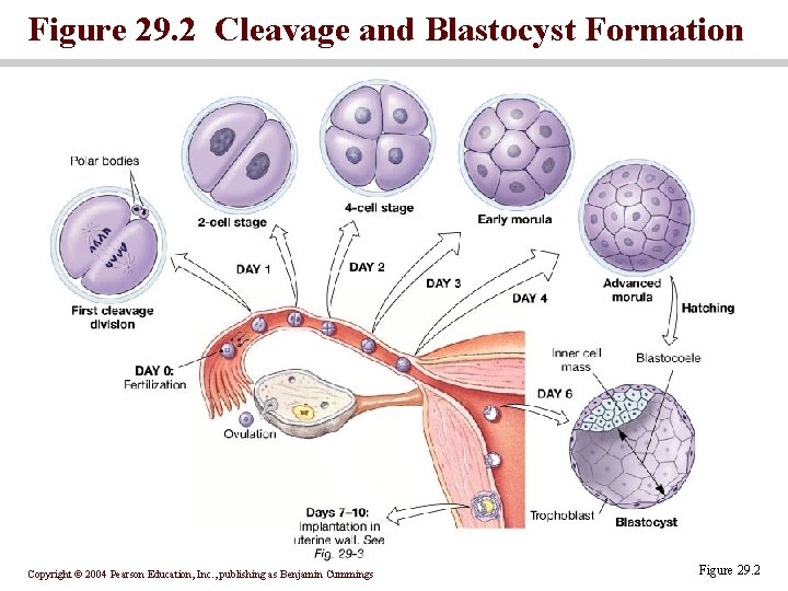 Figure 29. 2 Cleavage and Blastocyst Formation Copyright © 2004 Pearson Education, Inc. ,