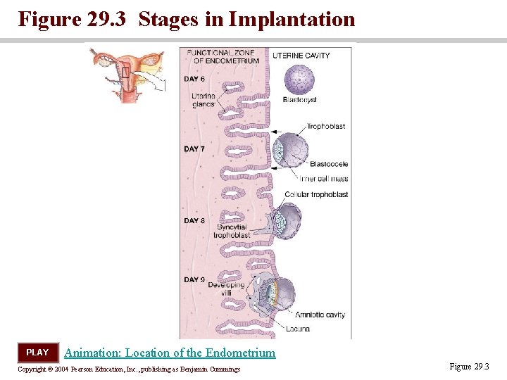 Figure 29. 3 Stages in Implantation PLAY Animation: Location of the Endometrium Copyright © Figure 29. 3 Stages in Implantation PLAY Animation: Location of the Endometrium Copyright ©
