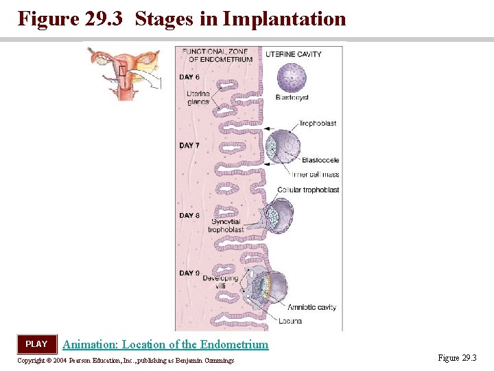 Figure 29. 3 Stages in Implantation PLAY Animation: Location of the Endometrium Copyright ©