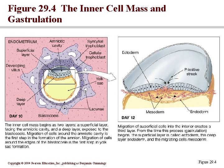 Figure 29. 4 The Inner Cell Mass and Gastrulation Copyright © 2004 Pearson Education, Figure 29. 4 The Inner Cell Mass and Gastrulation Copyright © 2004 Pearson Education,