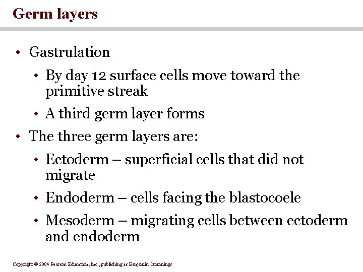 Germ layers • Gastrulation • By day 12 surface cells move toward the primitive