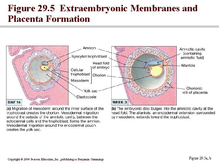 Figure 29. 5 Extraembryonic Membranes and Placenta Formation Copyright © 2004 Pearson Education, Inc. Figure 29. 5 Extraembryonic Membranes and Placenta Formation Copyright © 2004 Pearson Education, Inc.