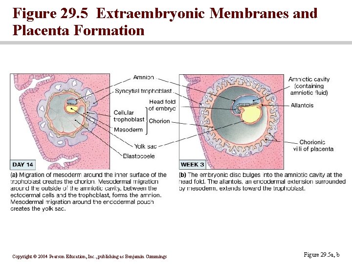 Figure 29. 5 Extraembryonic Membranes and Placenta Formation Copyright © 2004 Pearson Education, Inc.