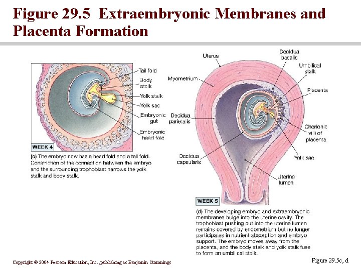 Figure 29. 5 Extraembryonic Membranes and Placenta Formation Copyright © 2004 Pearson Education, Inc.