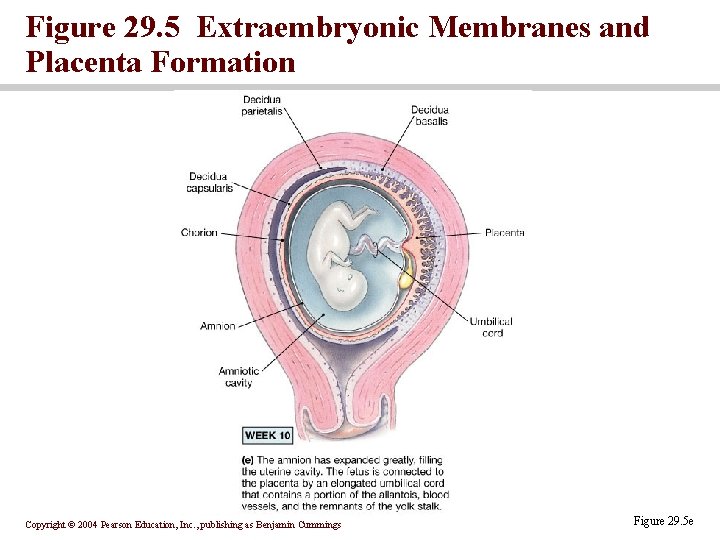 Figure 29. 5 Extraembryonic Membranes and Placenta Formation Copyright © 2004 Pearson Education, Inc.