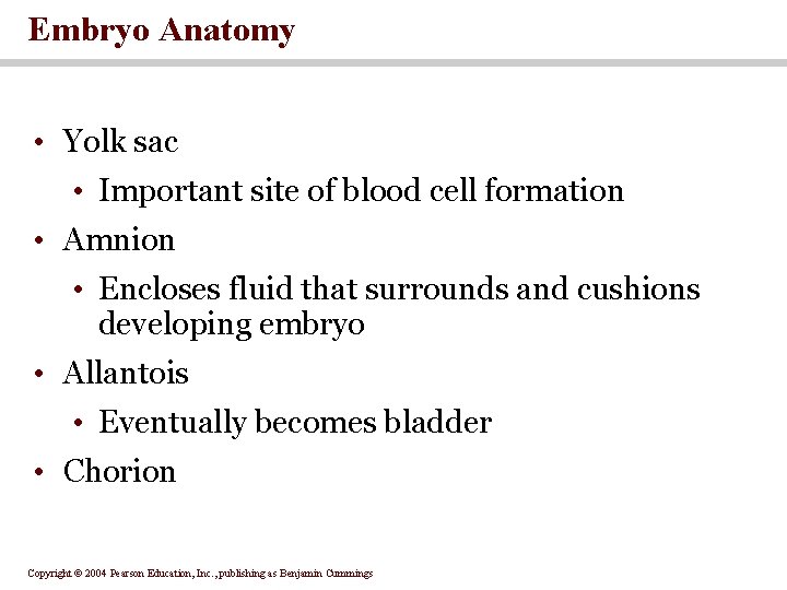 Embryo Anatomy • Yolk sac • Important site of blood cell formation • Amnion