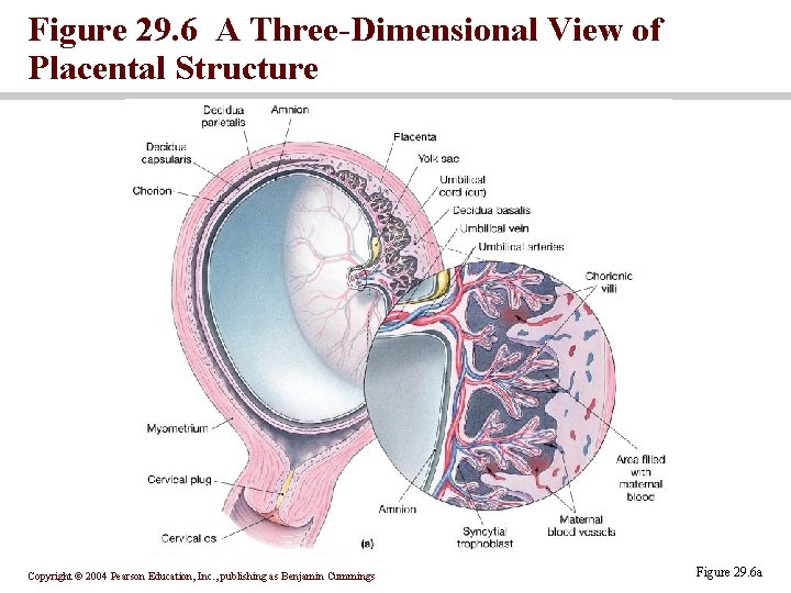 Figure 29. 6 A Three-Dimensional View of Placental Structure Copyright © 2004 Pearson Education, Figure 29. 6 A Three-Dimensional View of Placental Structure Copyright © 2004 Pearson Education,