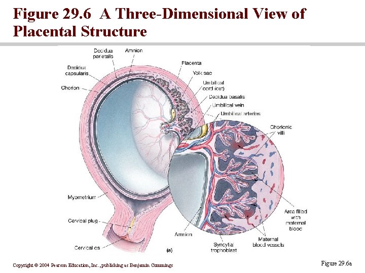 Figure 29. 6 A Three-Dimensional View of Placental Structure Copyright © 2004 Pearson Education,