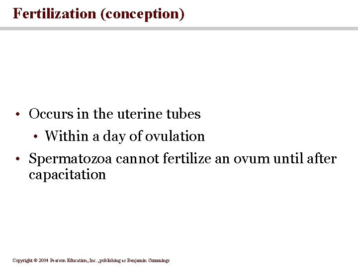 Fertilization (conception) • Occurs in the uterine tubes • Within a day of ovulation