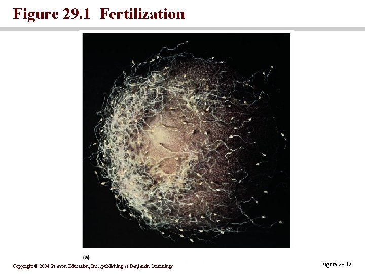 Figure 29. 1 Fertilization Copyright © 2004 Pearson Education, Inc. , publishing as Benjamin Figure 29. 1 Fertilization Copyright © 2004 Pearson Education, Inc. , publishing as Benjamin