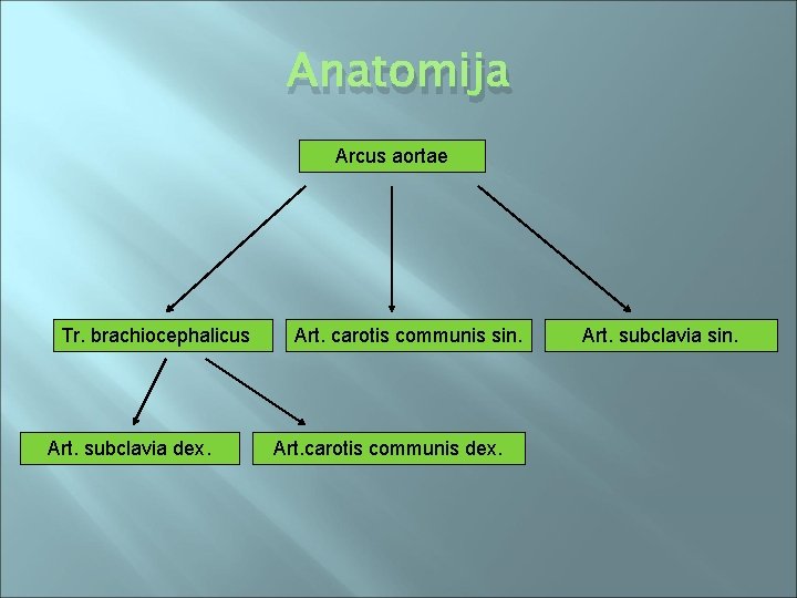 Anatomija Arcus aortae Tr. brachiocephalicus Art. subclavia dex. Art. carotis communis sin. Art. carotis