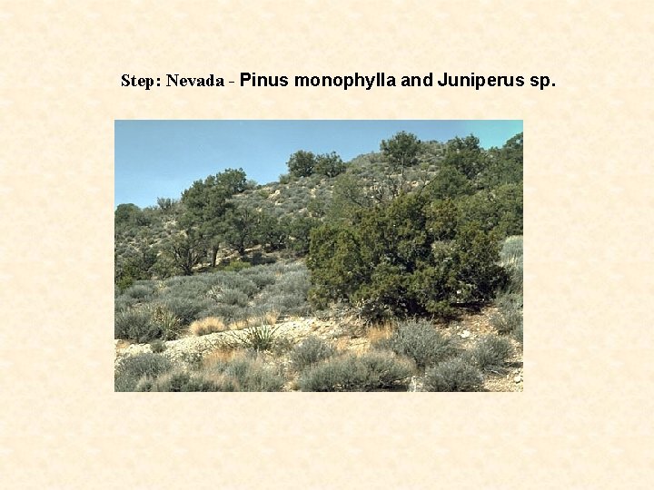 Step: Nevada - Pinus monophylla and Juniperus sp. 