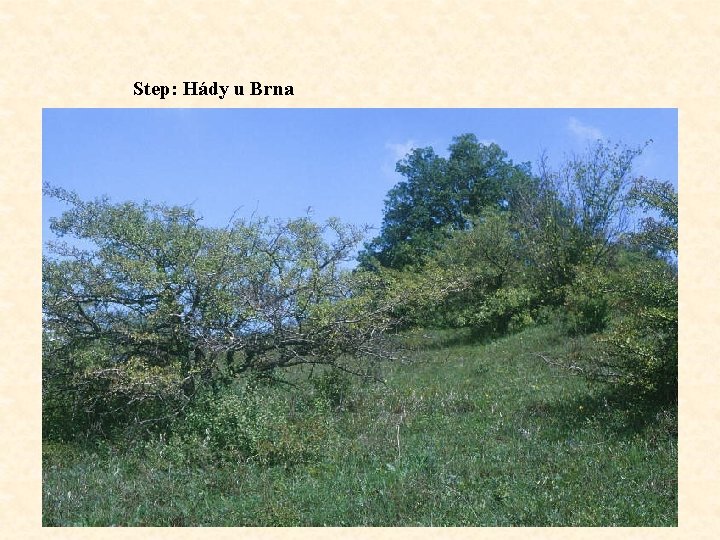 Step: Hády u Brna 