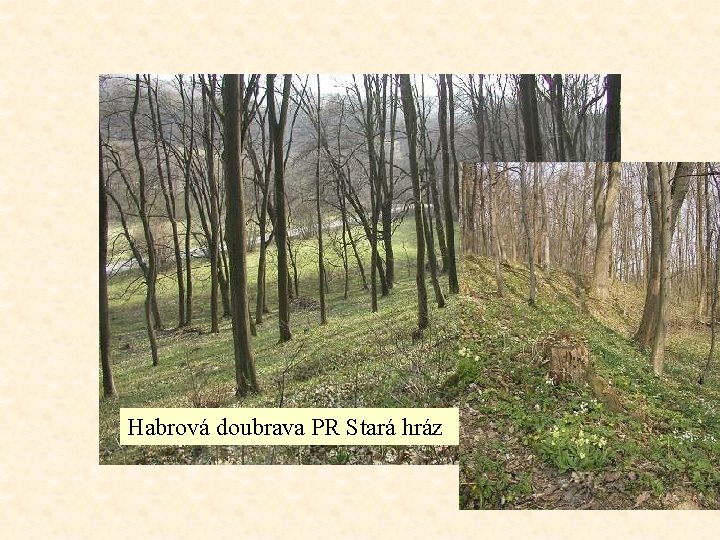 Habrová doubrava PR Stará hráz 