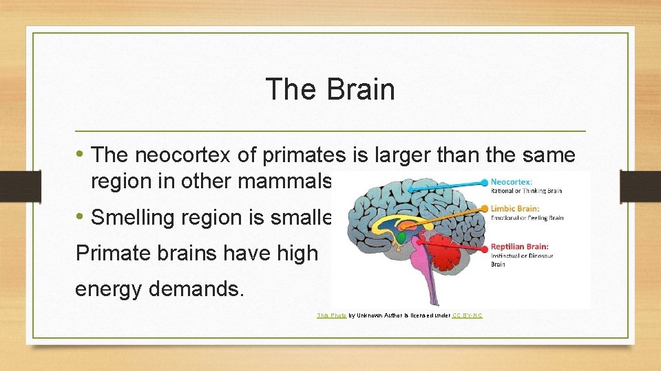 The Brain • The neocortex of primates is larger than the same region in