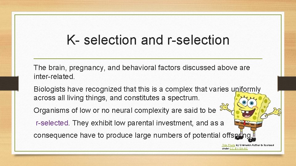 K- selection and r-selection The brain, pregnancy, and behavioral factors discussed above are inter-related.
