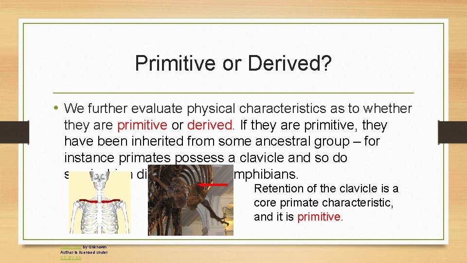 Primitive or Derived? • We further evaluate physical characteristics as to whether they are