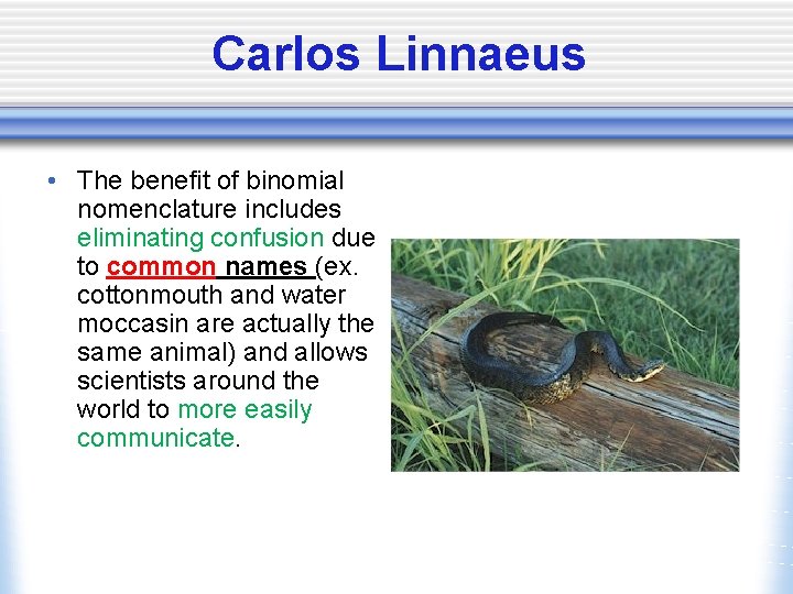 Carlos Linnaeus • The benefit of binomial nomenclature includes eliminating confusion due to common