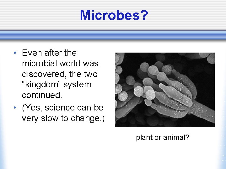 Microbes? • Even after the microbial world was discovered, the two “kingdom” system continued.