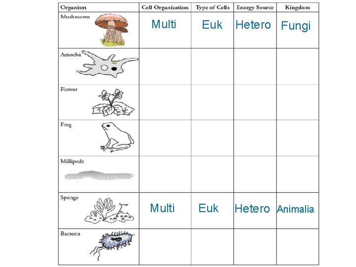 Multi Euk Hetero Fungi Hetero Animalia 