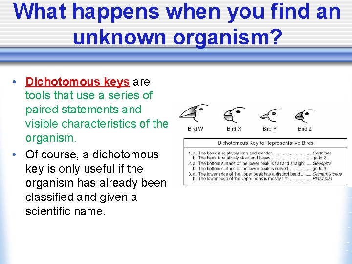 What happens when you find an unknown organism? • Dichotomous keys are tools that