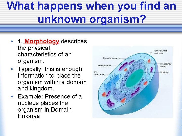 What happens when you find an unknown organism? • 1. Morphology describes the physical