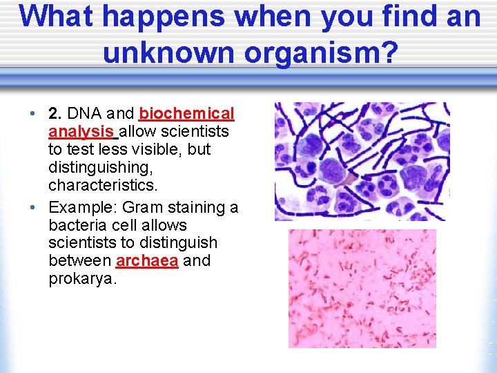 What happens when you find an unknown organism? • 2. DNA and biochemical analysis